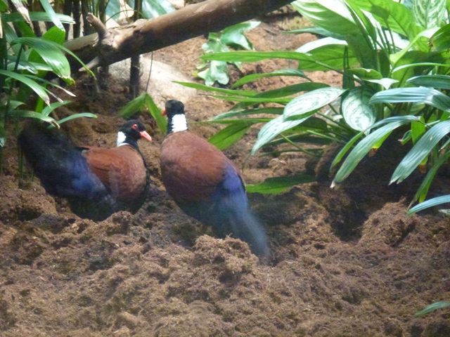 White-Naped Pheasant Pigeon 23.5.12