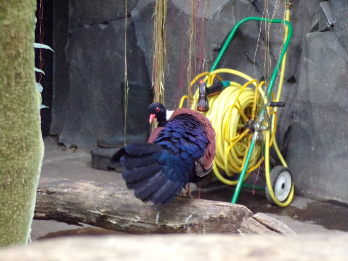White-naped pheasant pigeon 29.6.24