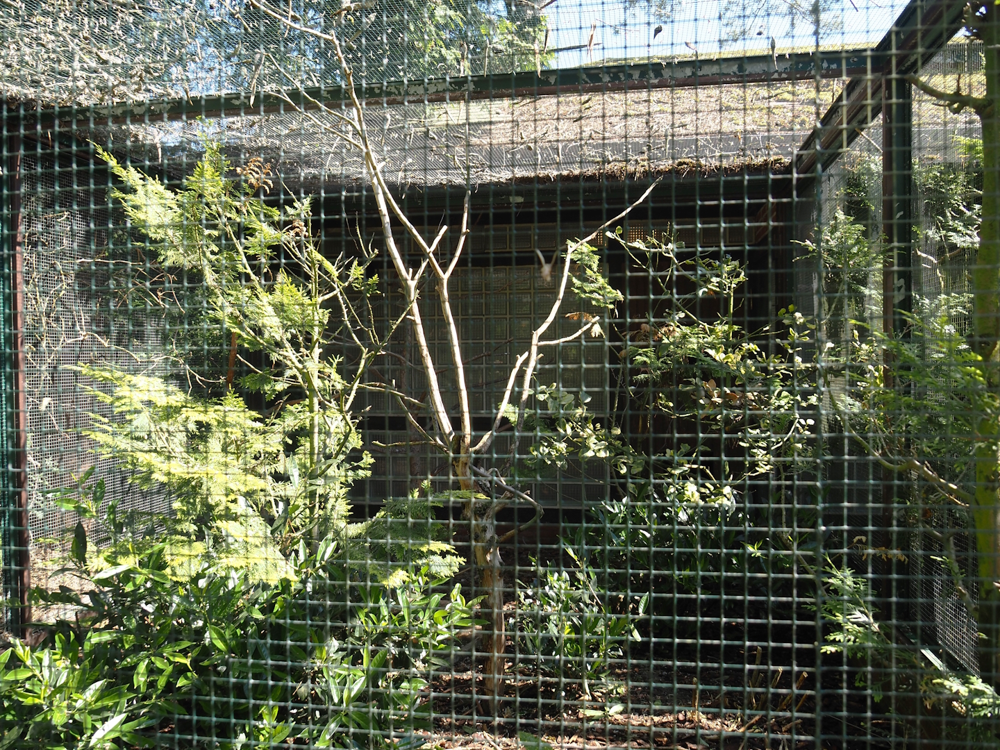 White-naped pheasant-pigeon and Twelve-wired bird-of-paradise aviary, 2024-05-23
