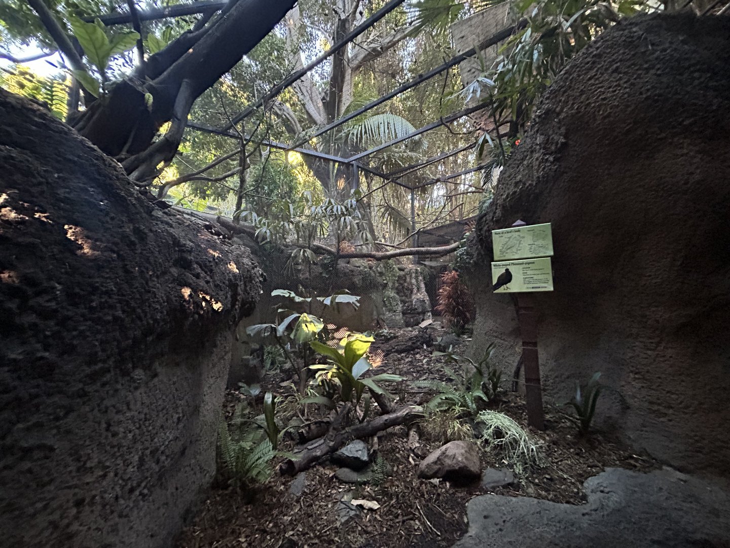 White-naped Pheasant Pigeon Aviary - Tiger River