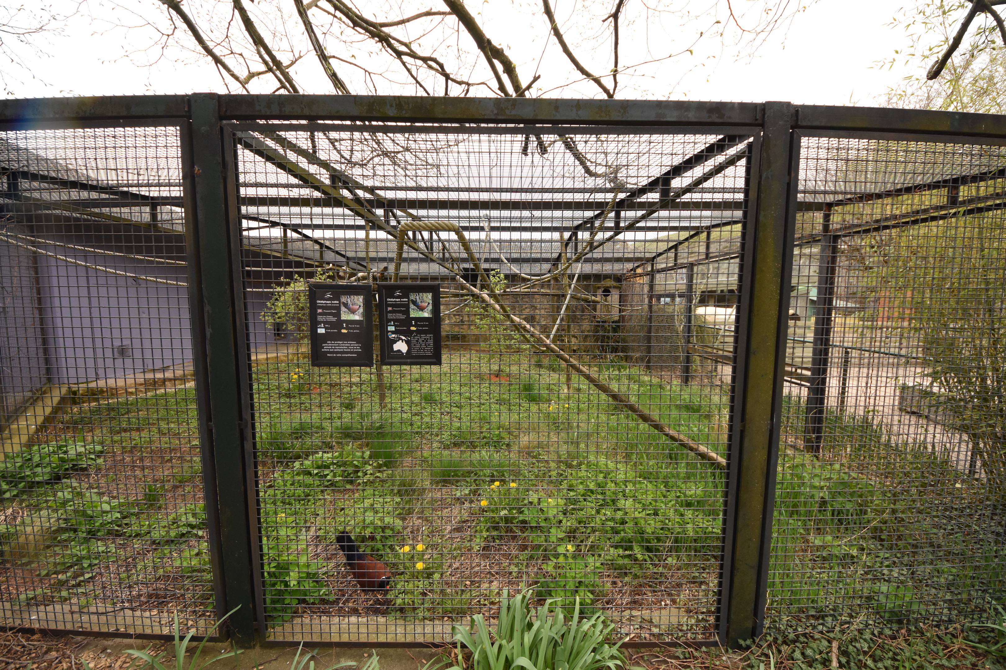 White-naped pheasant pigeon aviary