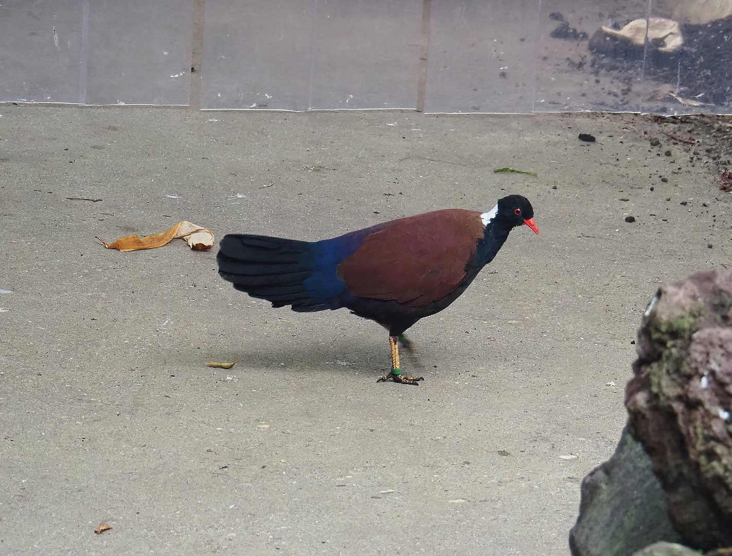 White-naped pheasant-pigeon (Otidiphaps aruensis), 2022-08-28