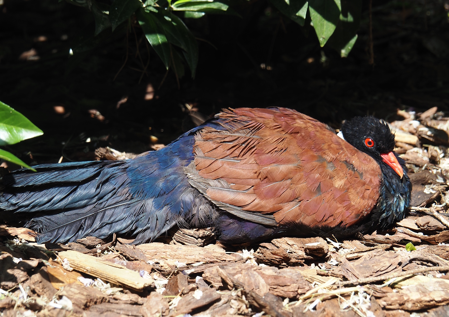 White-naped pheasant-pigeon (Otidiphaps aruensis), 2024-05-23