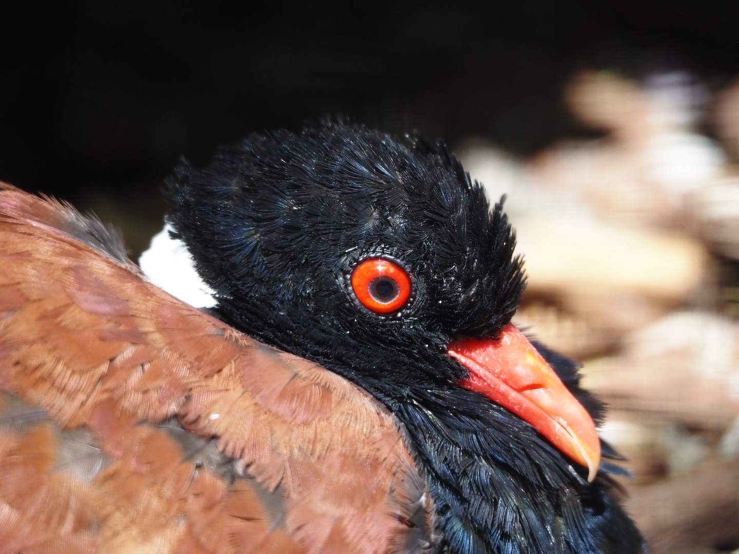 White-naped pheasant-pigeon (Otidiphaps aruensis), 2024-05-23