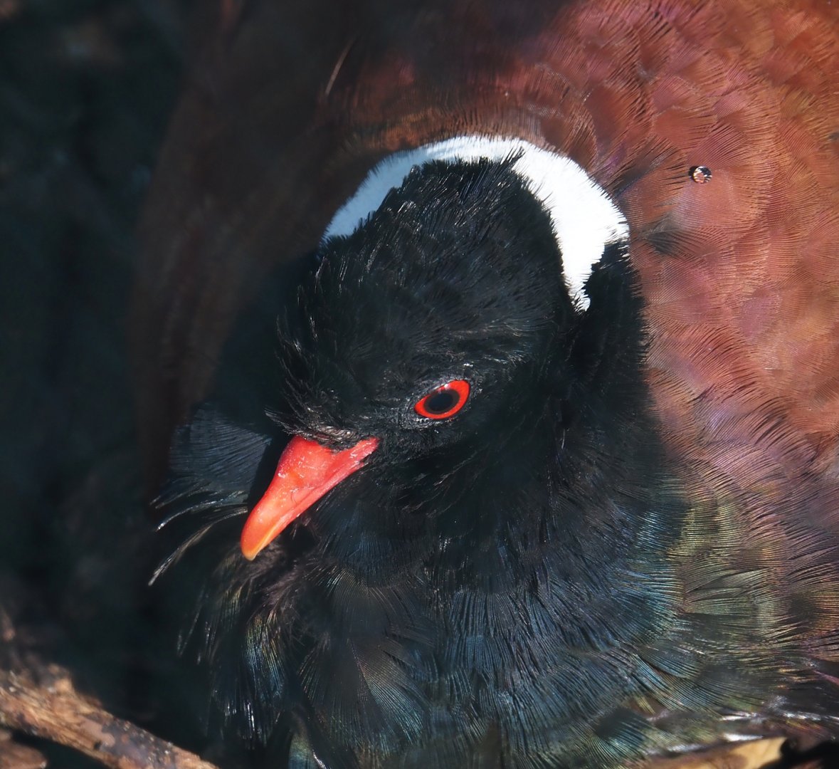 White-naped pheasant-pigeon (Otidiphaps aruensis), 2024-05-23