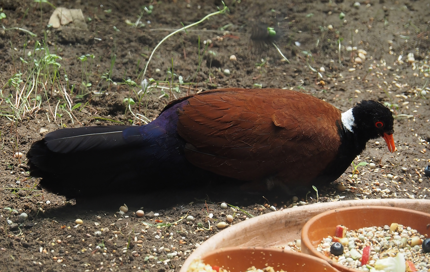 White-naped pheasant-pigeon (Otidiphaps aruensis), 2024-06-08