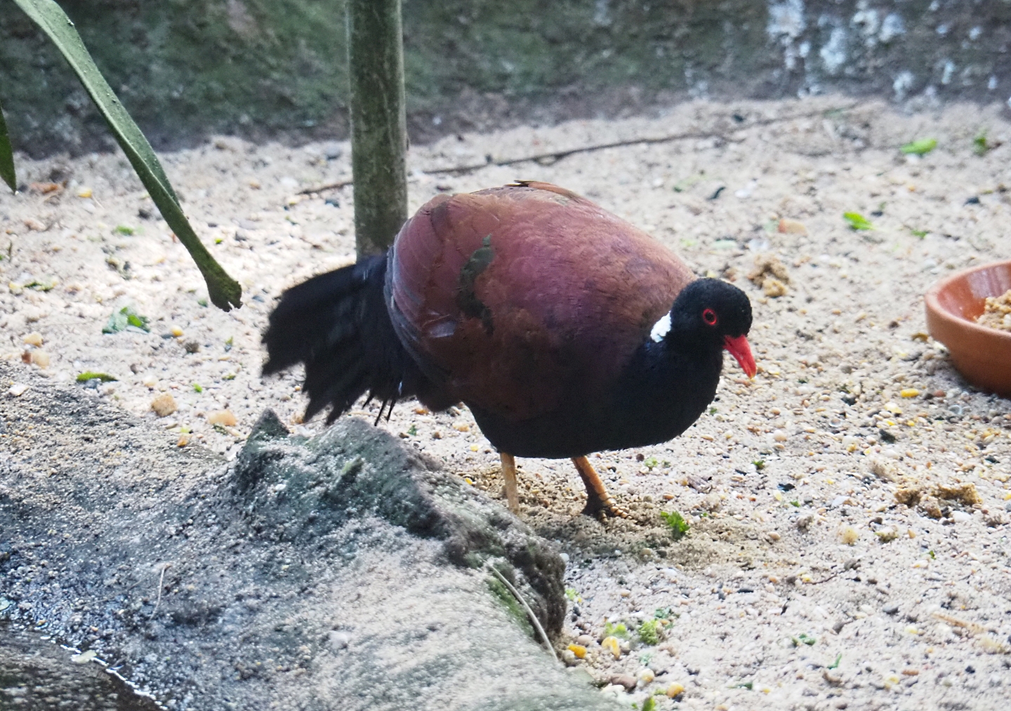 White-naped pheasant-pigeon (Otidiphaps aruensis), Sep 2nd, 2018