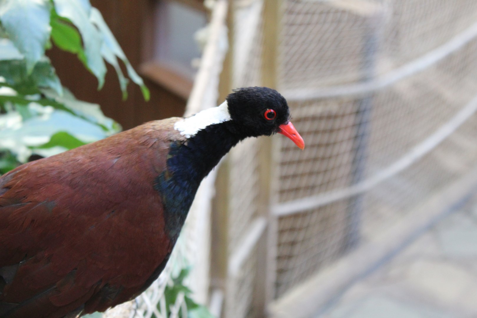 White-naped pheasant-pigeon (Otidiphaps aruensis)