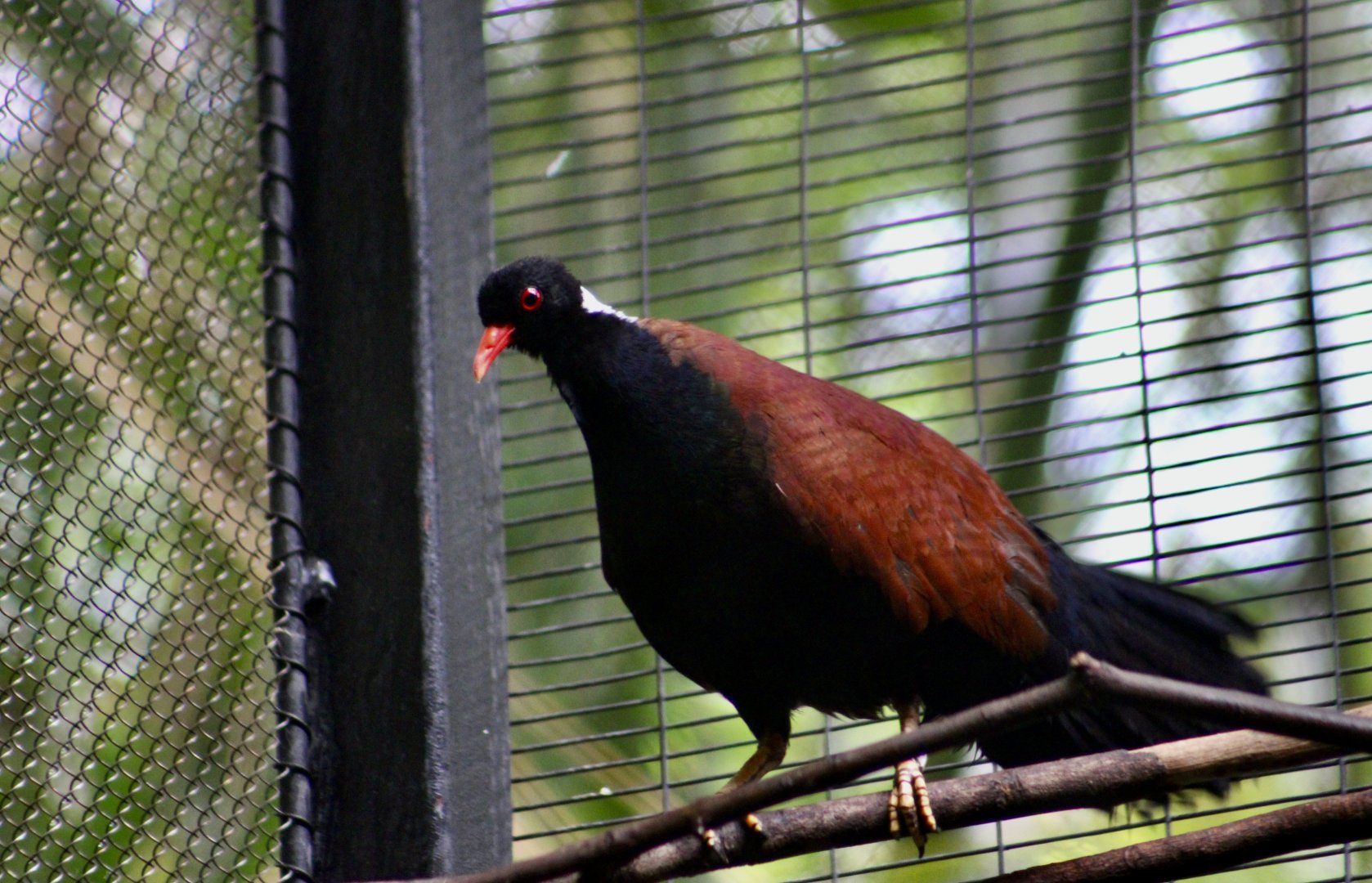 White-Naped Pheasant Pigeon (Otidiphaps aruensis)