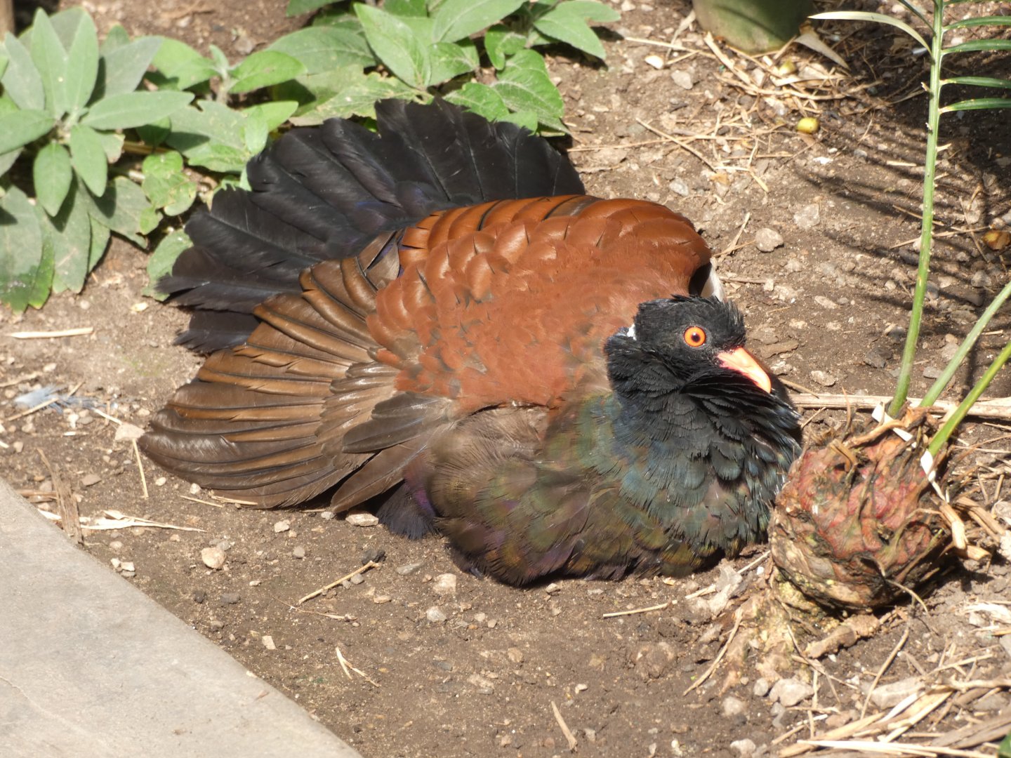 White-naped Pheasant Pigeon sun bathing