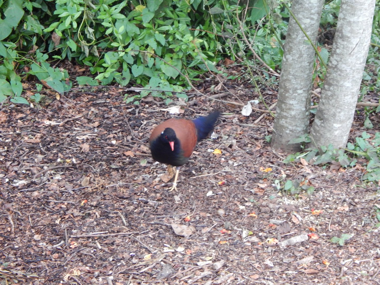White-naped pheasant-pigeon - Walkthrough Aviary in Fur, Feathers & Scales 150725
