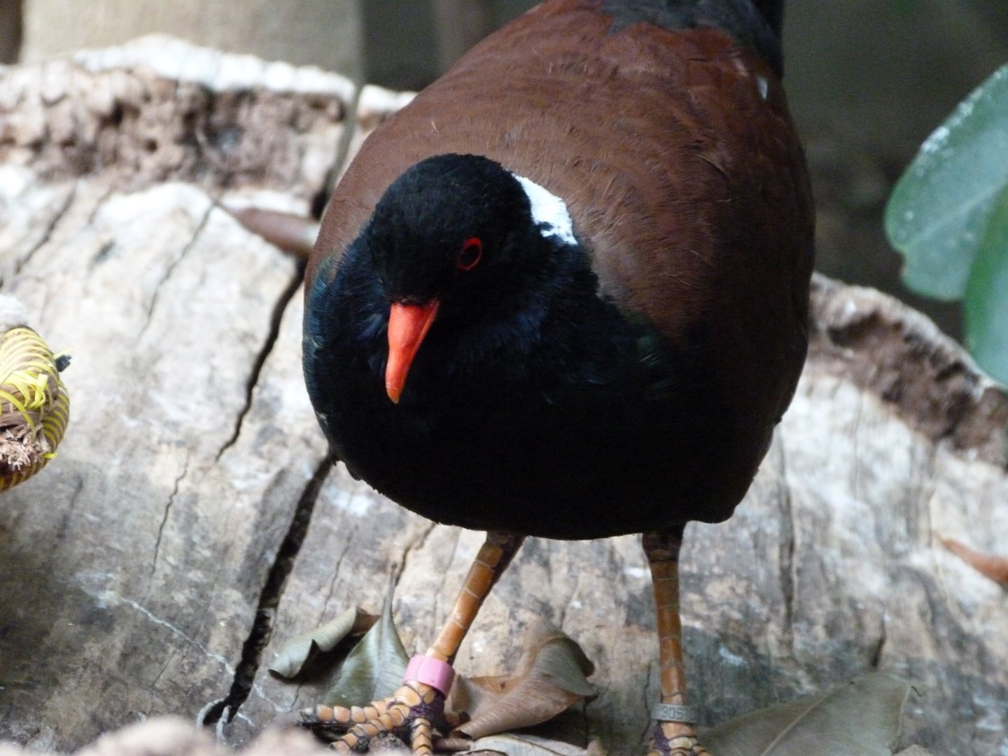 White-naped pheasant pigeon -Zoologischer Garten Berlin (2024)