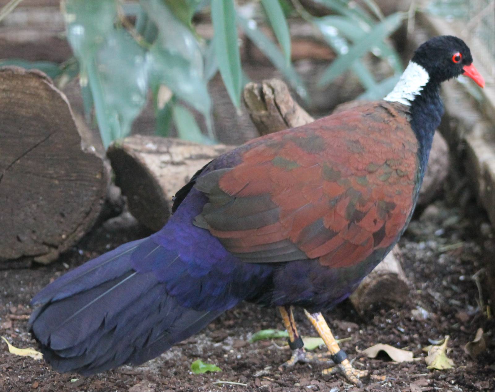 White-naped pheasant pigeon