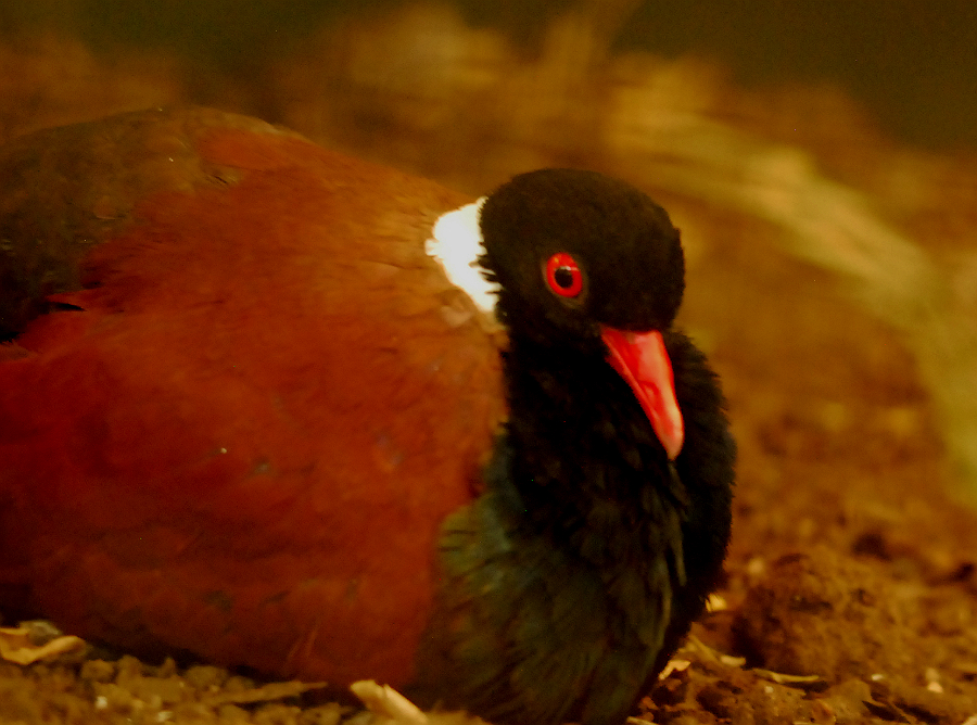 WHITE NAPED PHEASANT PIGEON