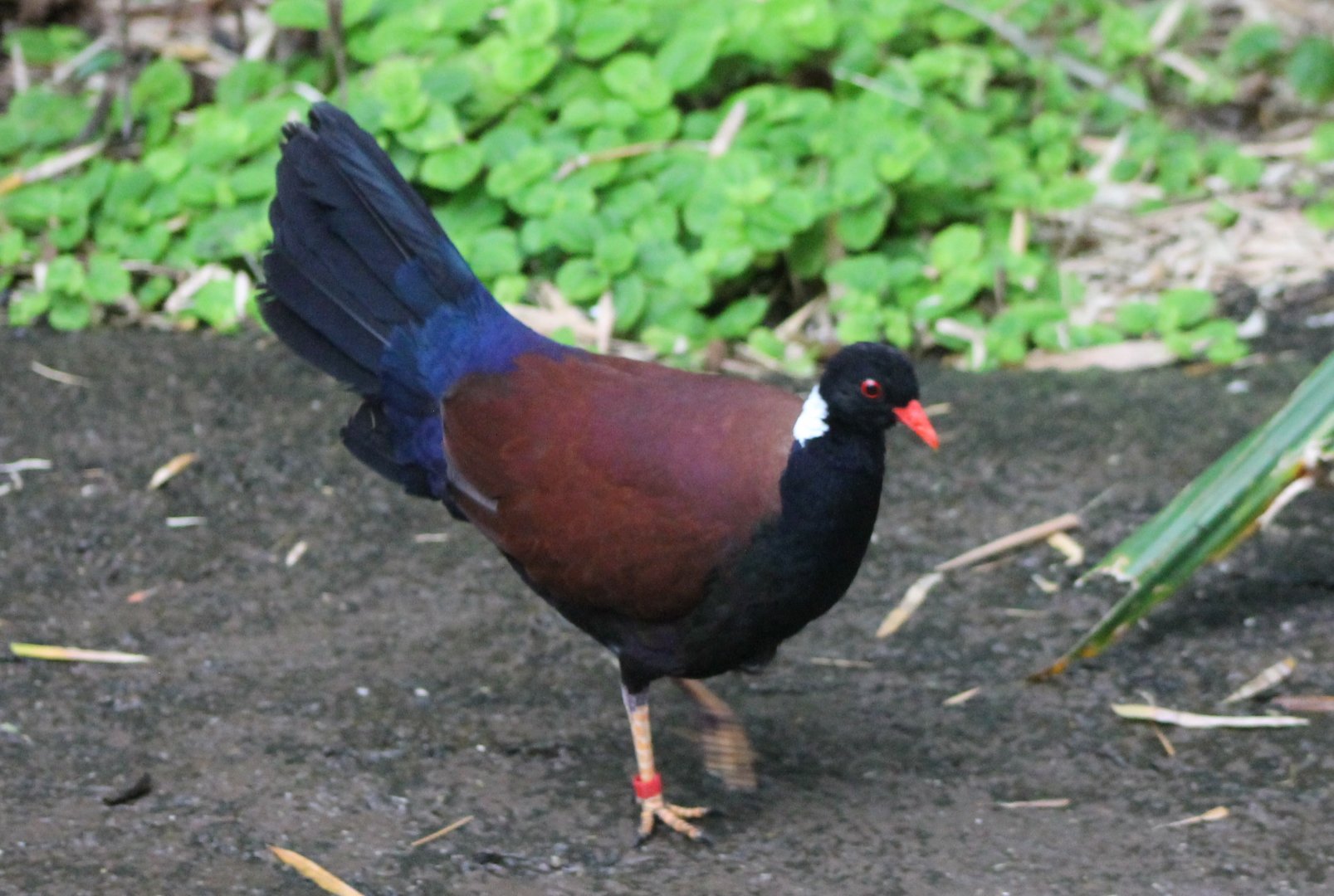 White-naped pheasant-pigeon