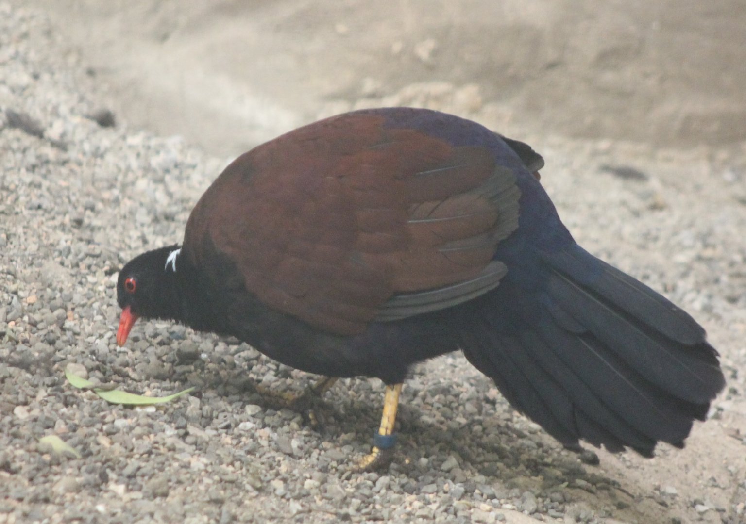 White-naped pheasant-pigeon