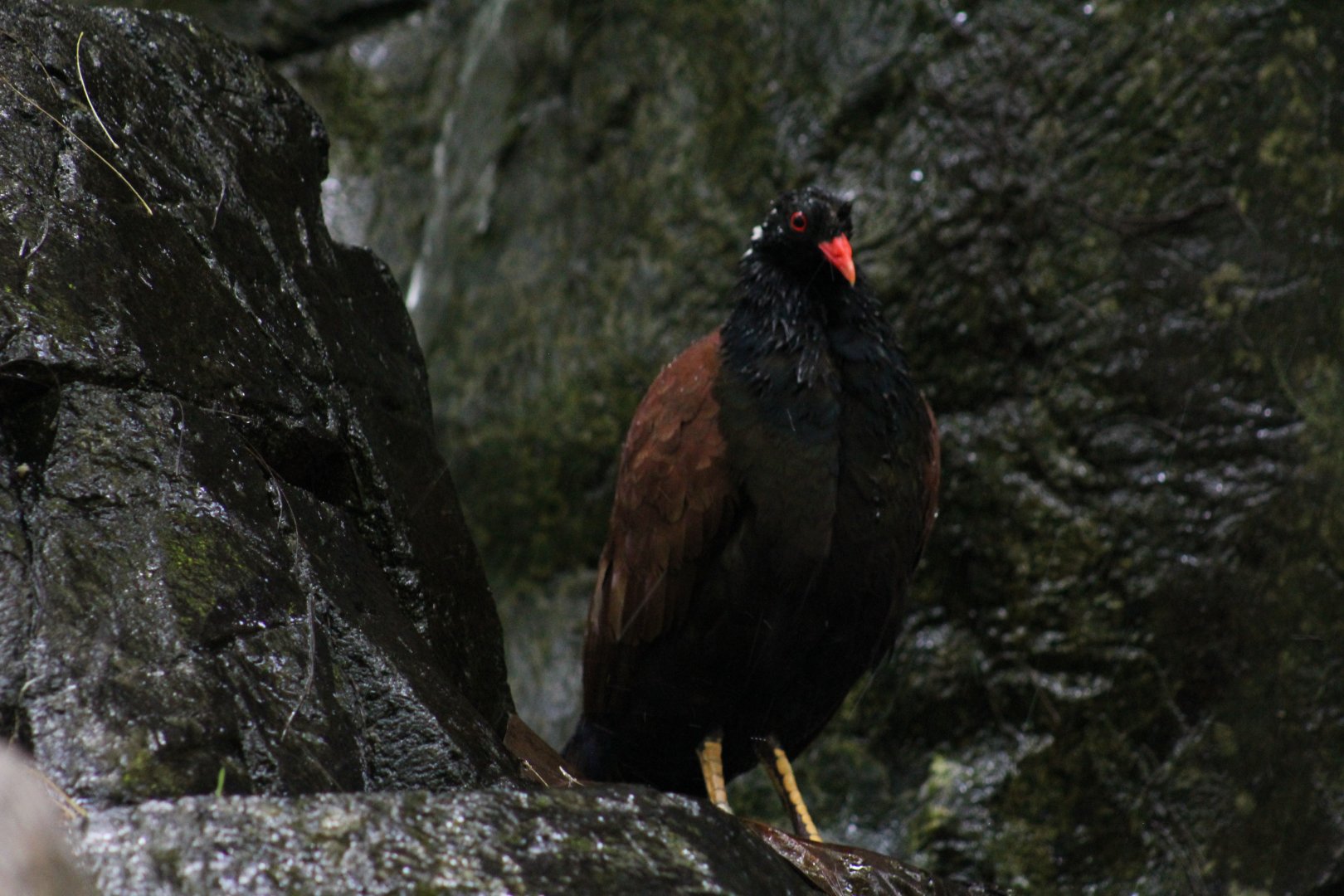 White-Naped Pheasant-Pigeon
