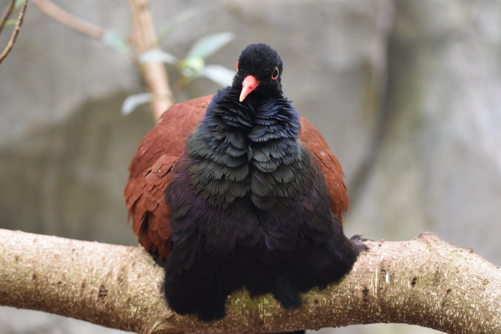 White-naped pheasant pigeon