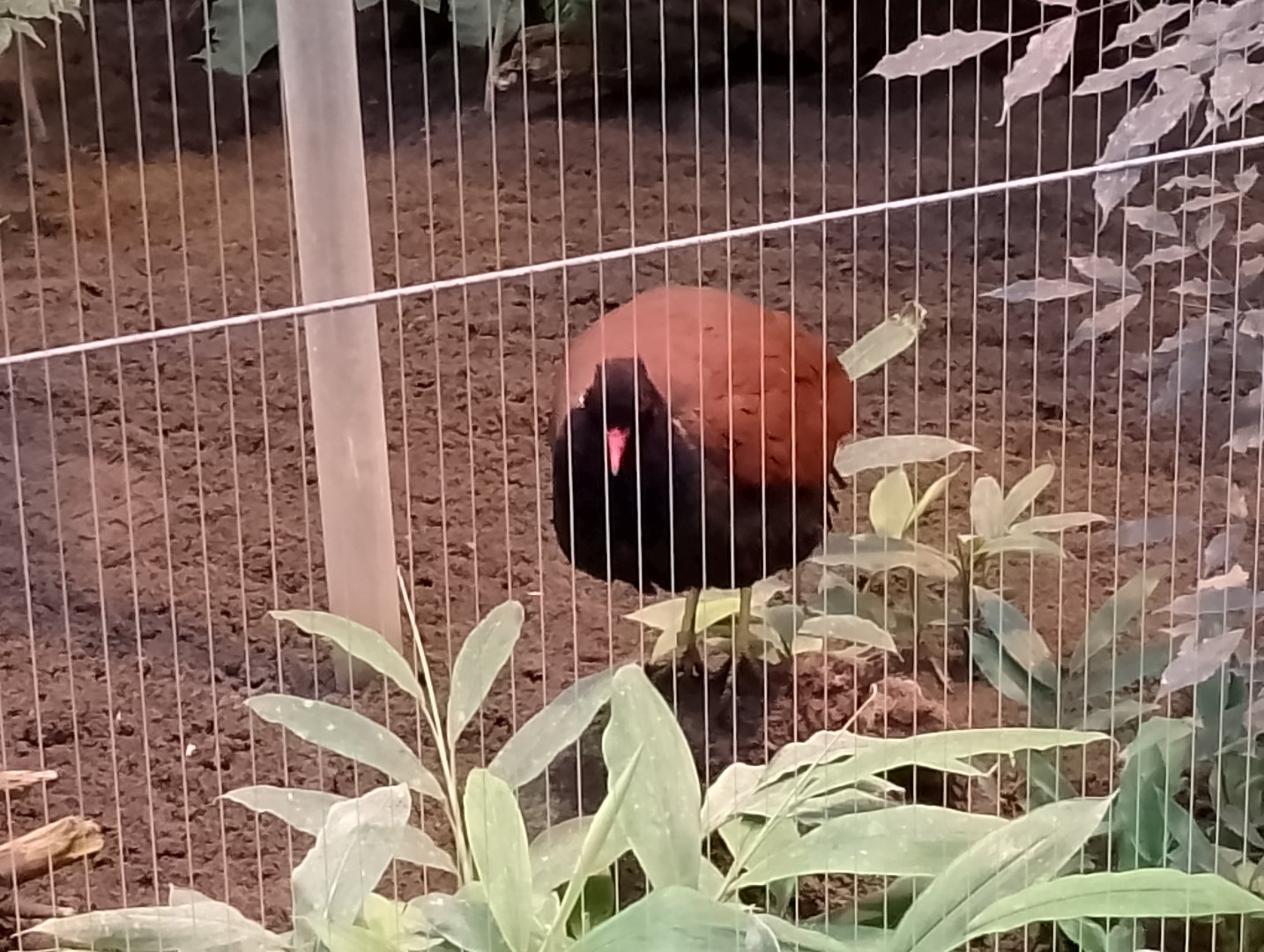 White-naped pheasant-pigeon