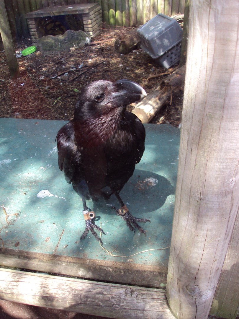 White-naped Raven 29/06/2019