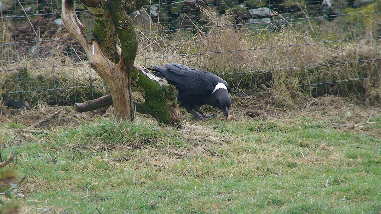 White naped raven