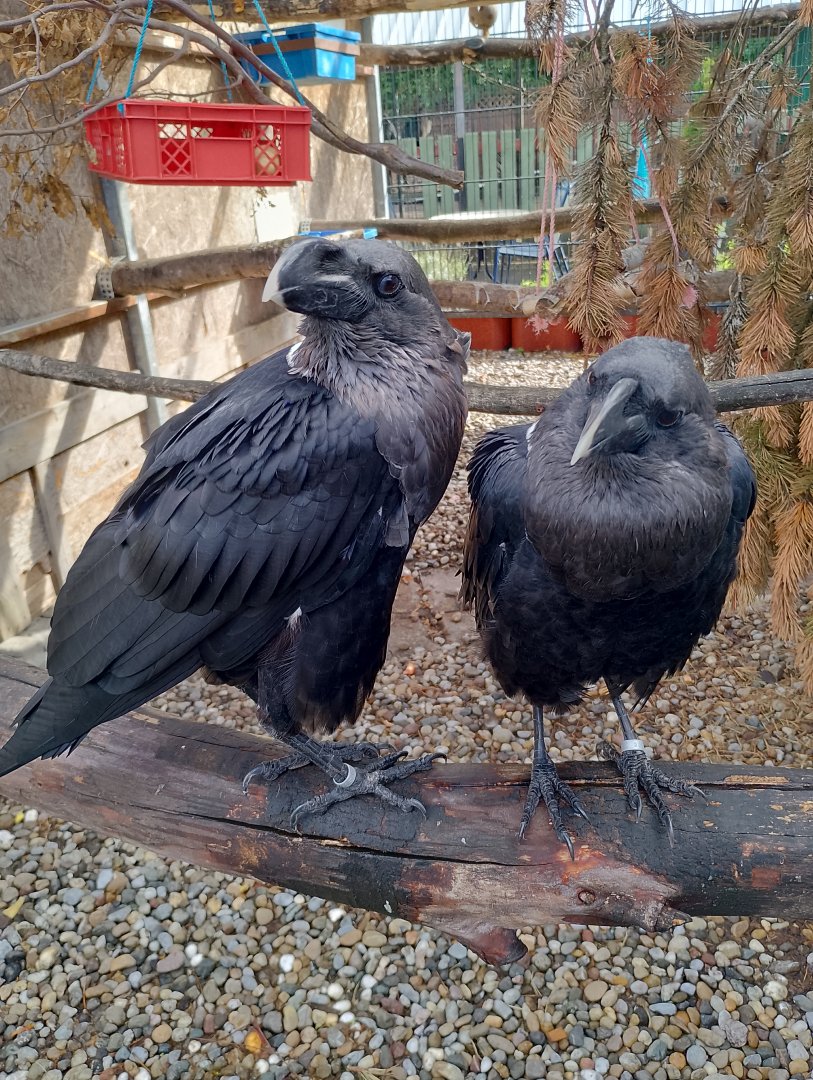 White-naped ravens