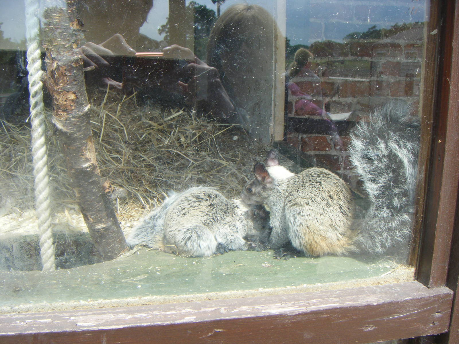 White-naped Squirral