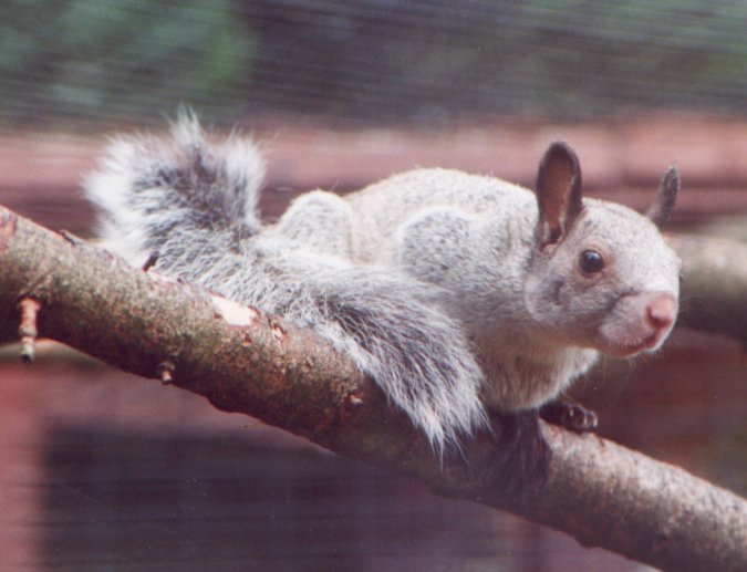 White-naped Squirrel at Marwell, c.1999