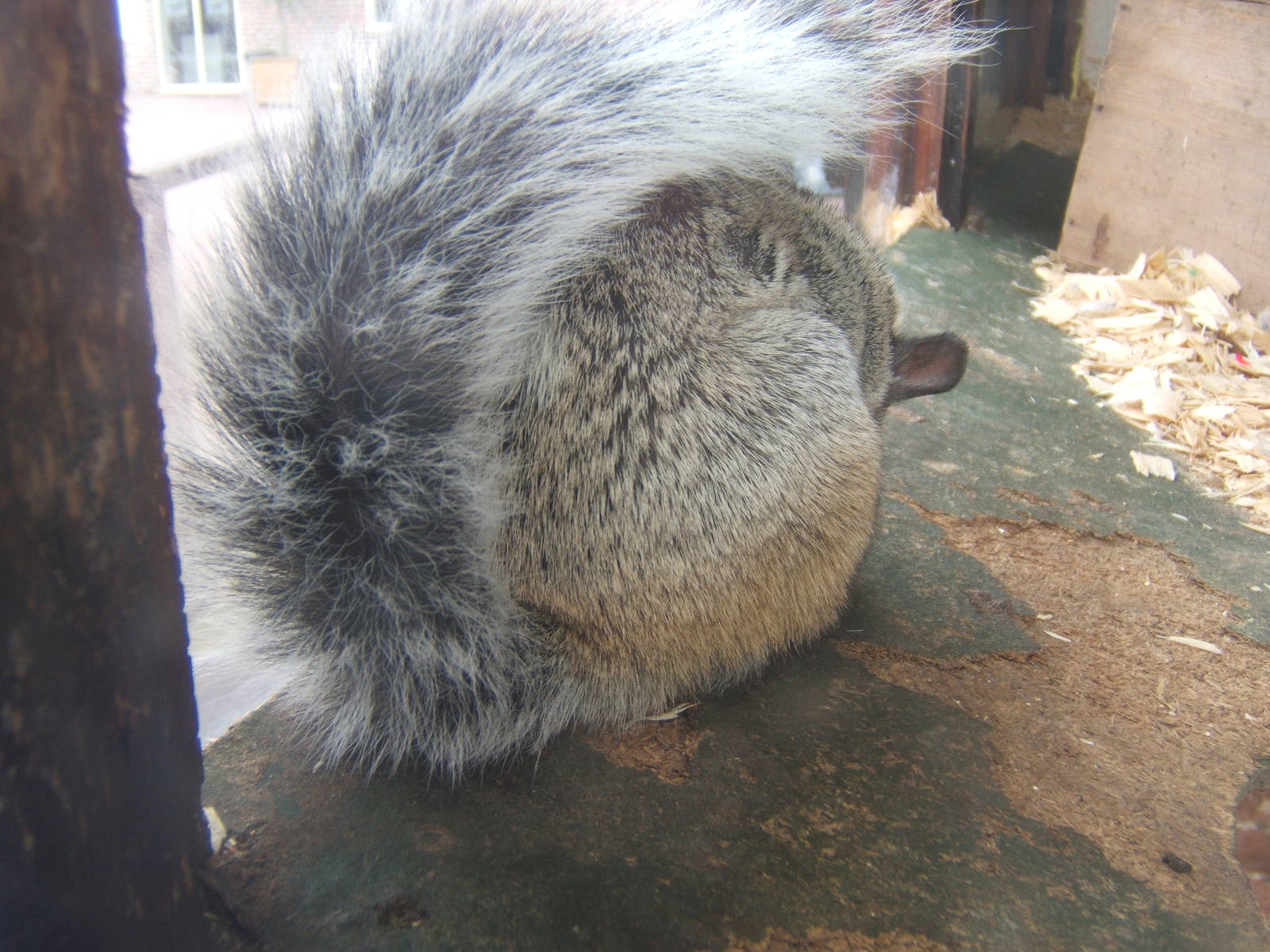 White-naped Squirrel