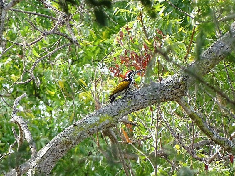 White-naped woodpecker