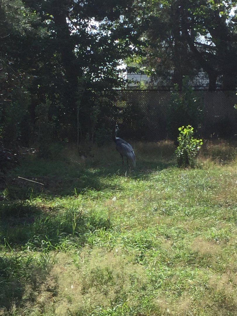 White-napped Crane 8/3/19