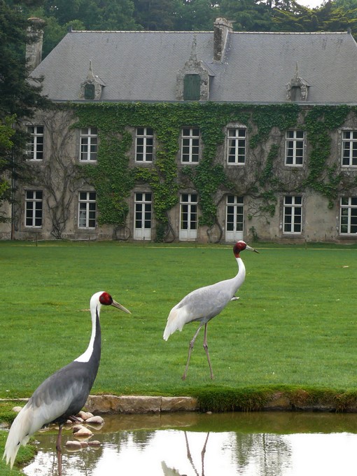 White napped crane and sarus crane