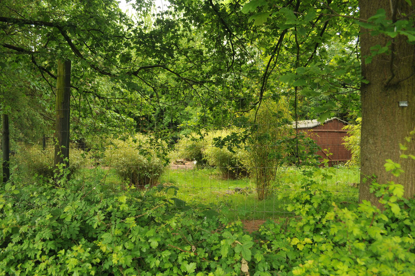 WHITE NAPPED CRANE ENCLOSURE
