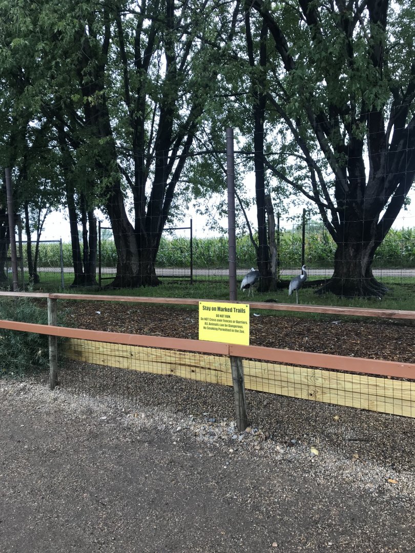 White-Napped Crane Exhibit