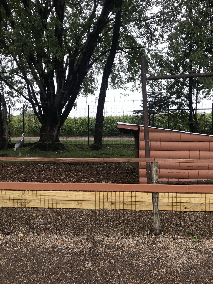 White-Napped Crane Exhibit