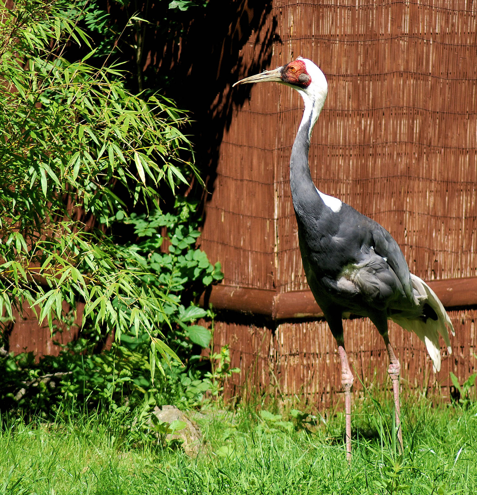 White Napped Crane