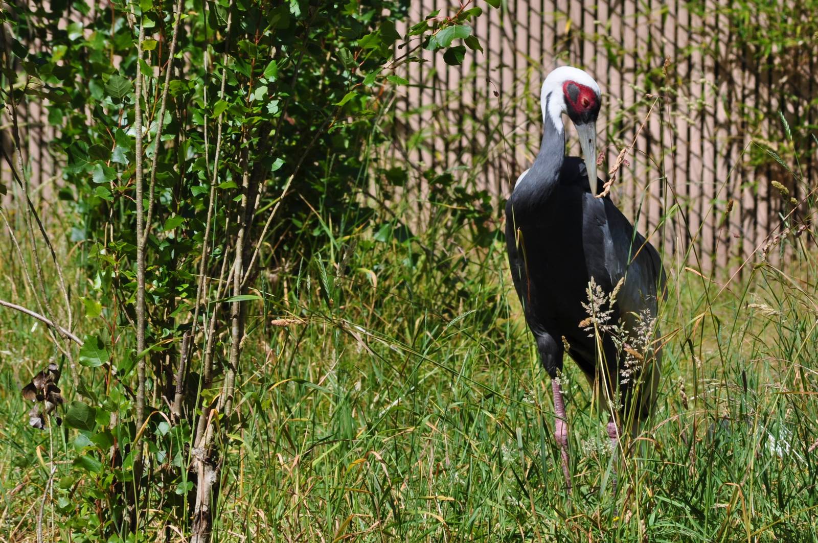 White-napped Crane