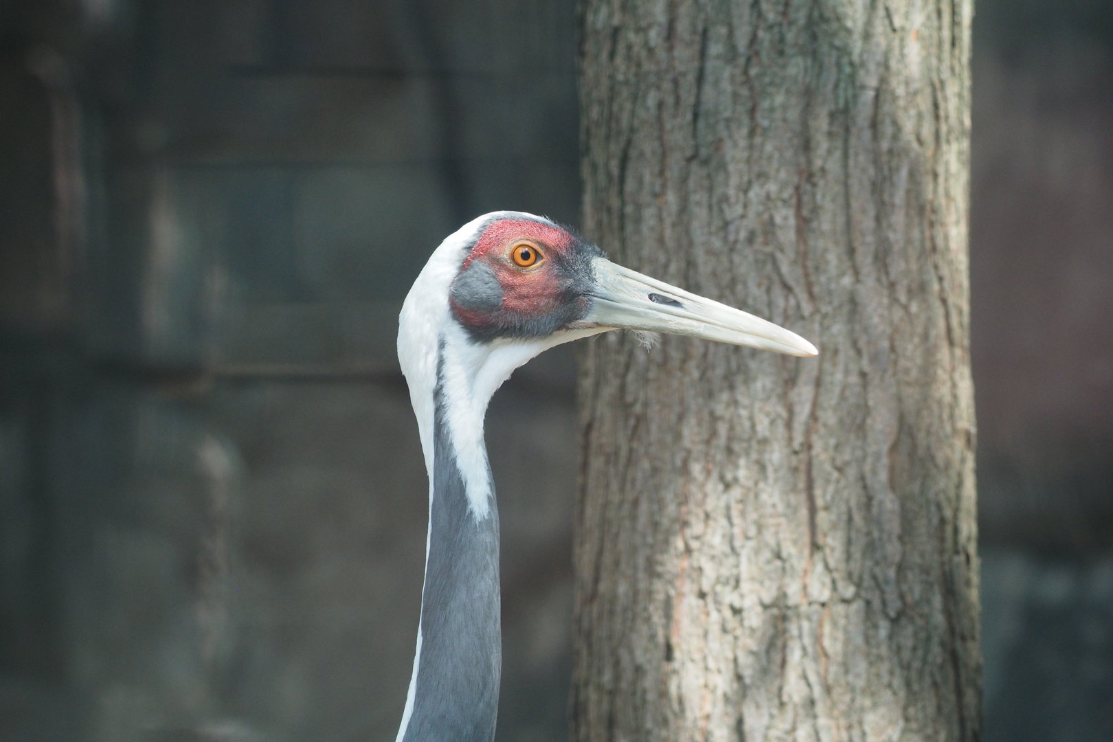 White-Napped Crane