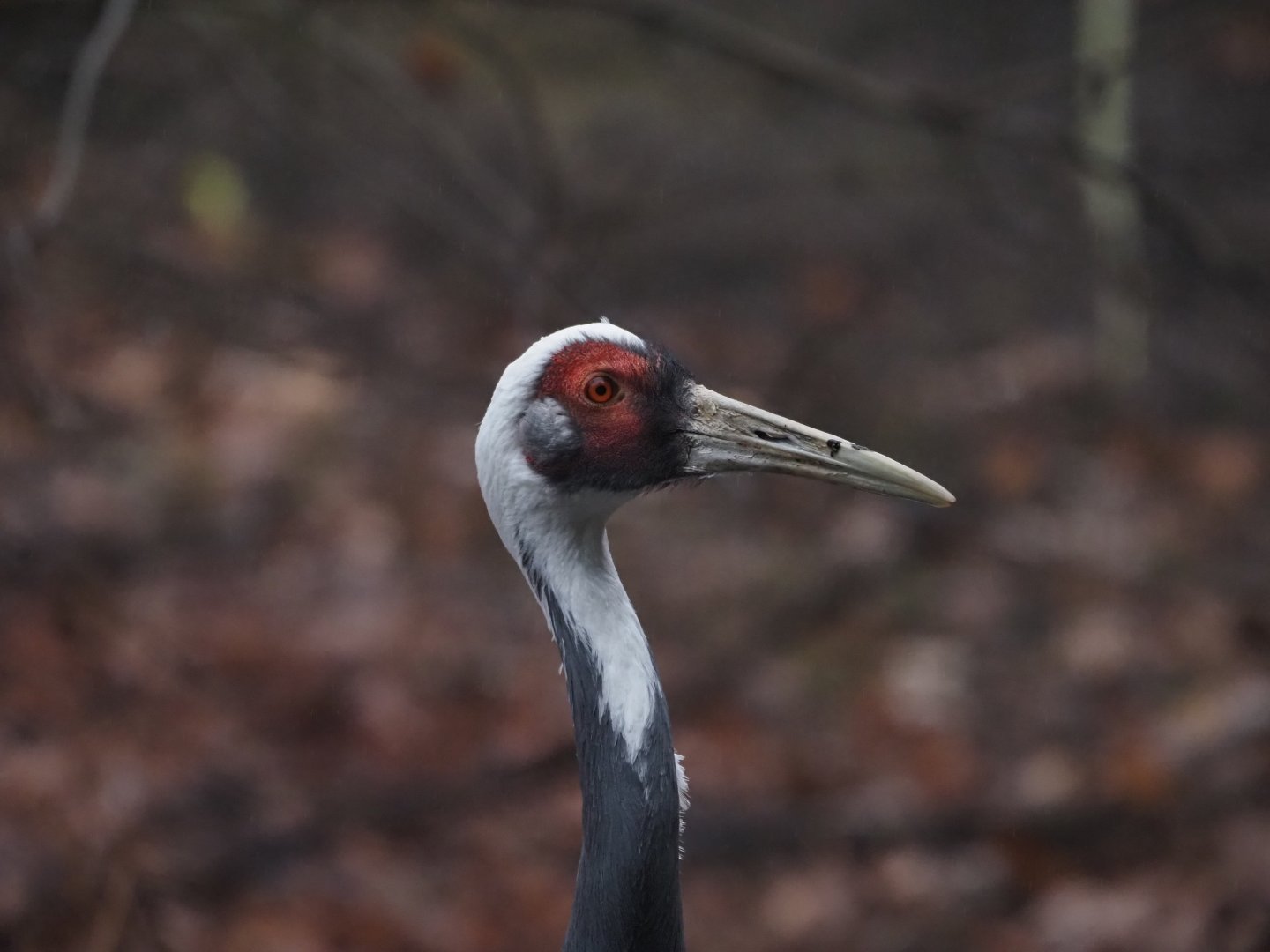 White-Napped Crane