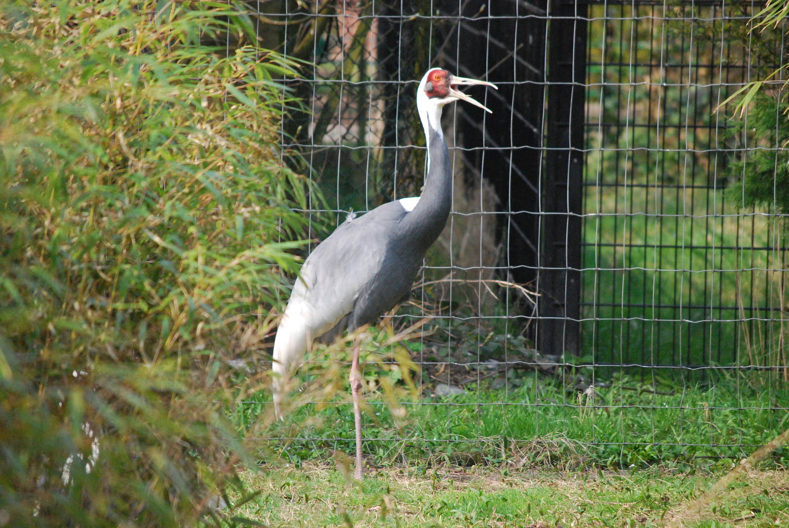 WHITE NAPPED CRANE