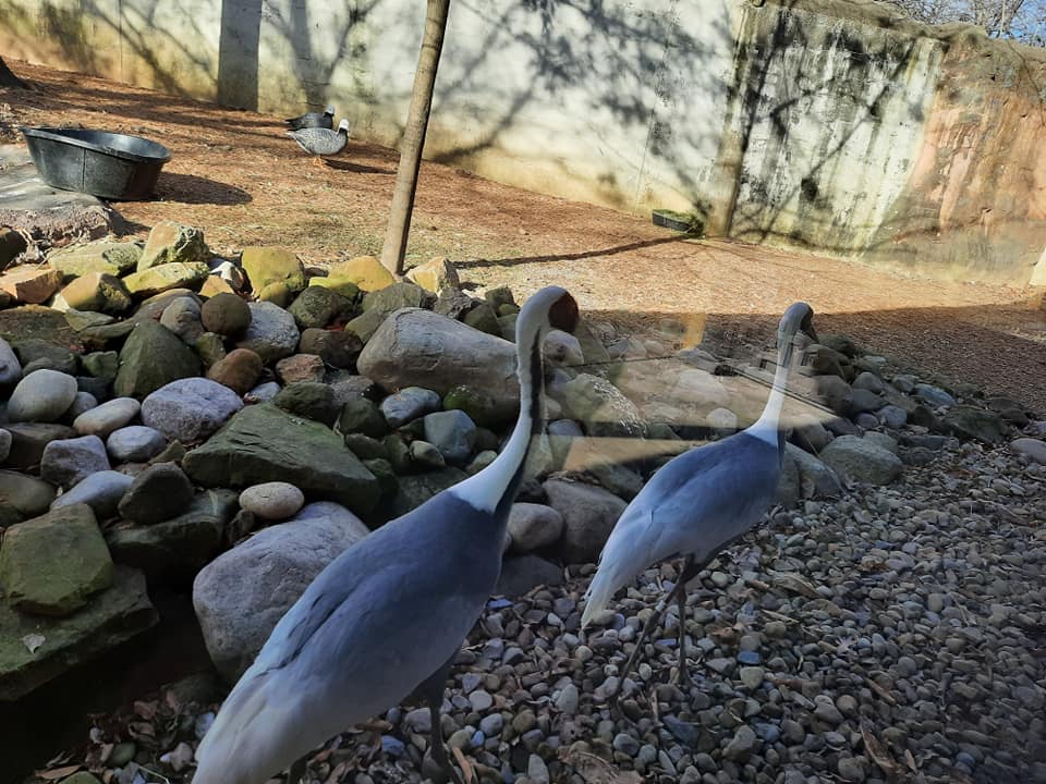 White Napped Cranes