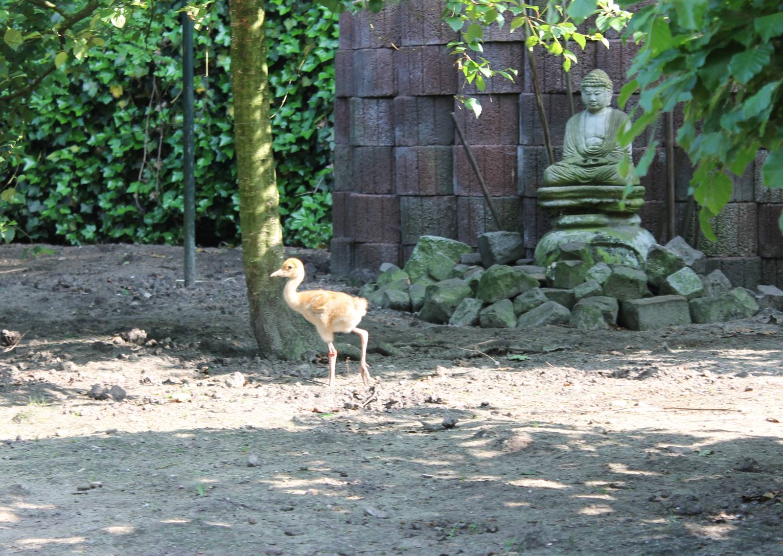 White-necked crane chick