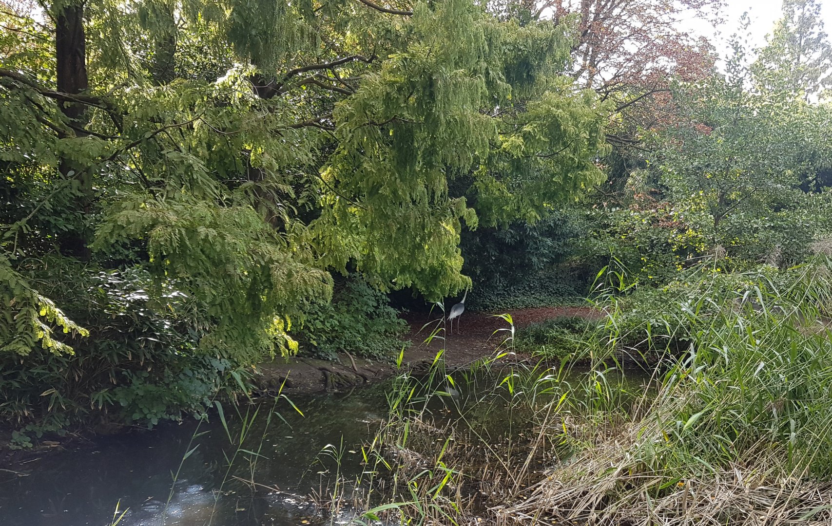 White-necked crane enclosure