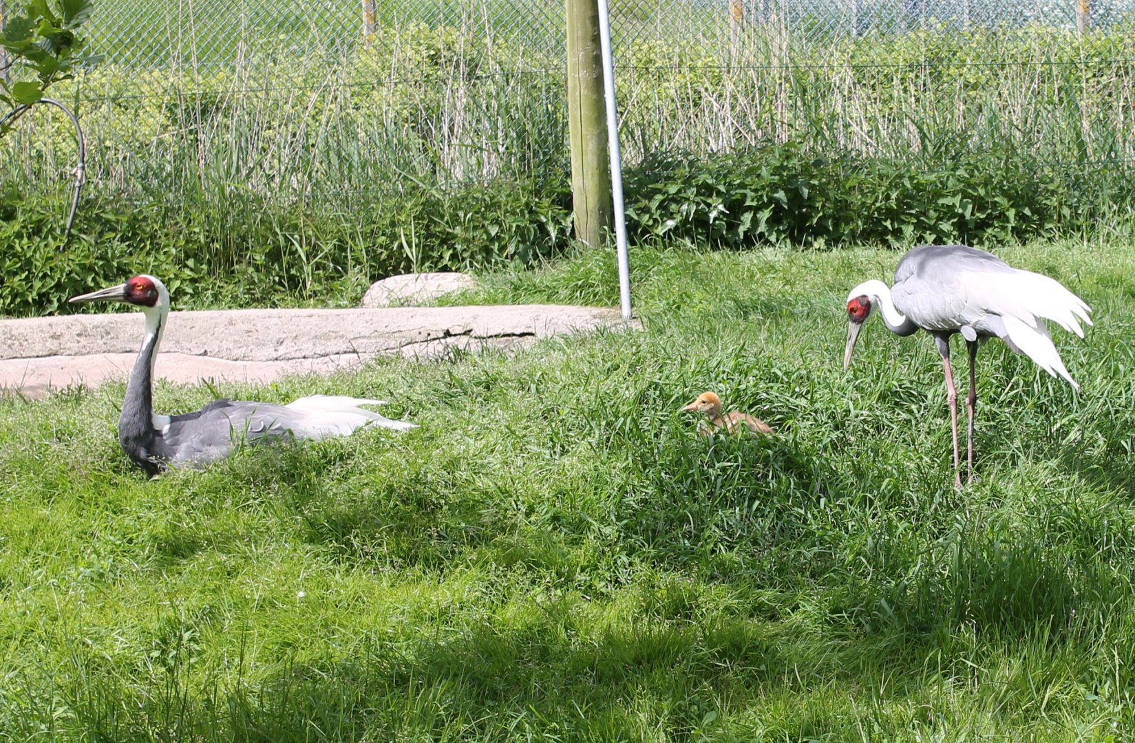 White-necked crane family
