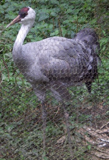 White-necked Crane (Grus monacha)