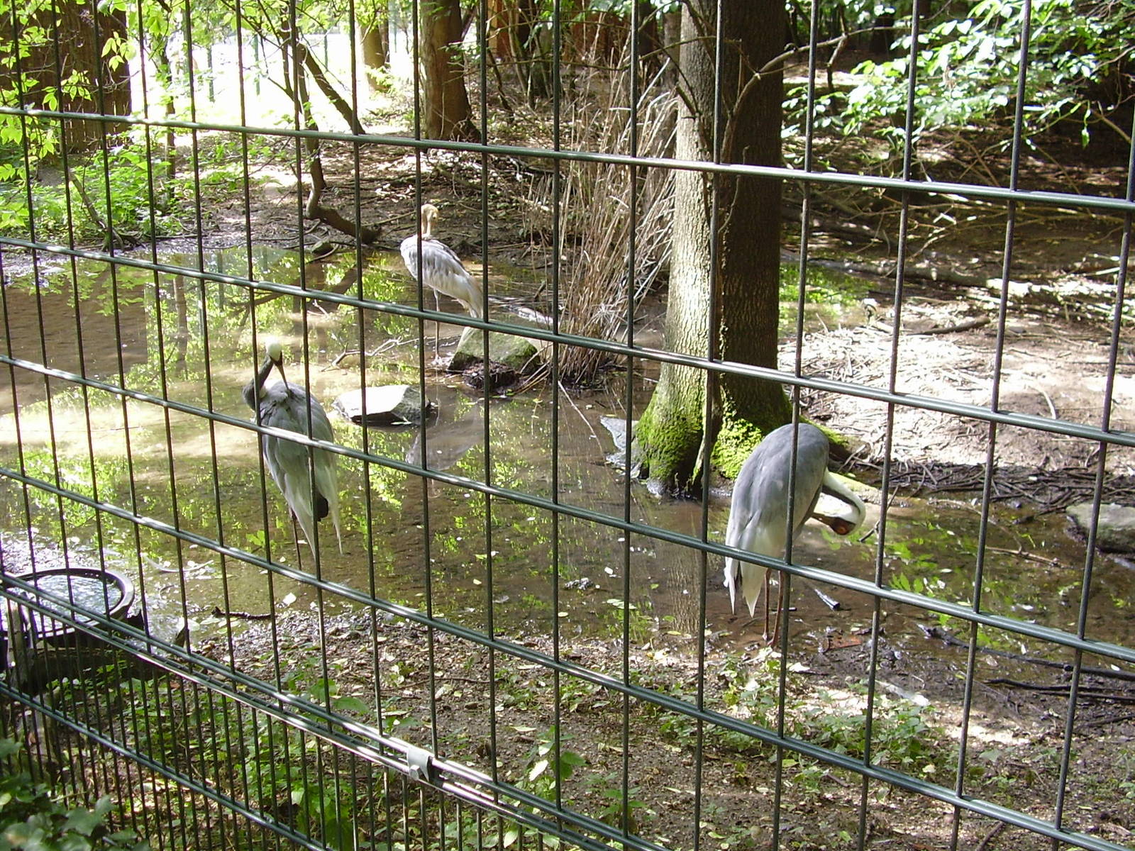 White-necked crane (Grus vipio), August 2010