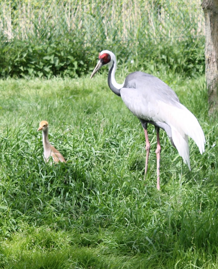 White-necked crane with chick