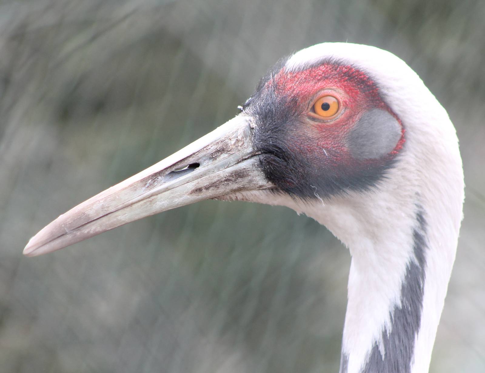 White-necked crane