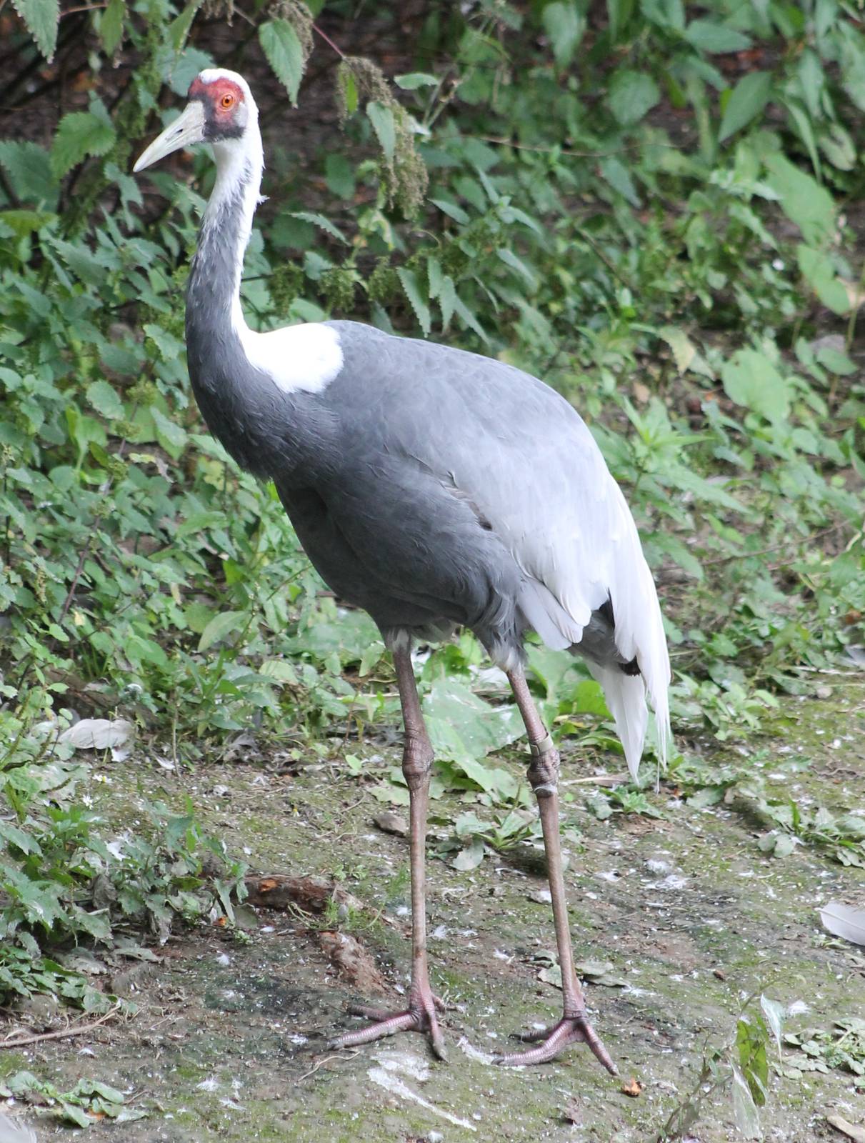 White-necked crane