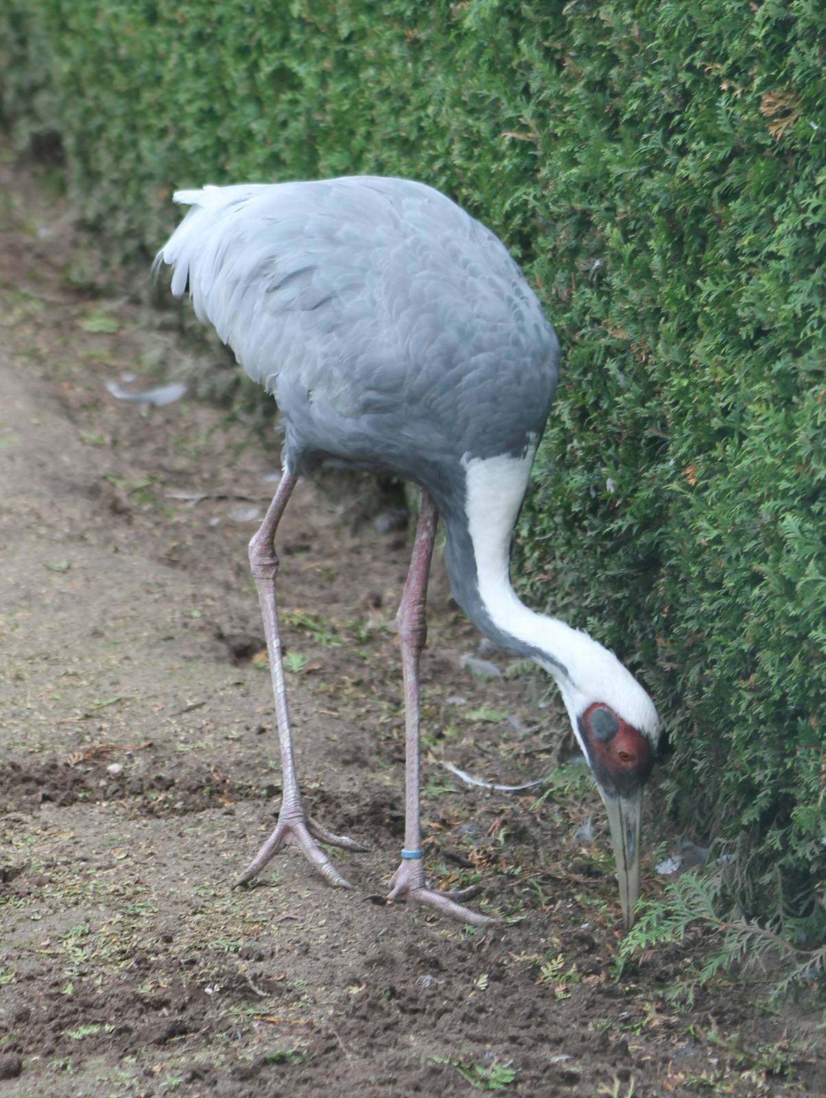 White-necked crane